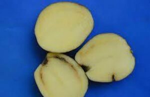 „Sėklinės bulvės“ be tinkamų dokumentų gali pavirsti bėda