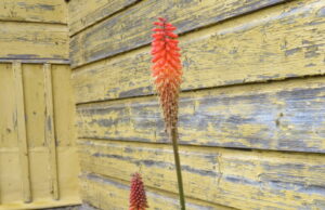 Egzotiška gėlė žydi iki šalnų