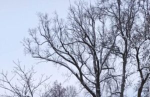 Aukštaitijos dailė Rokiškio dvare