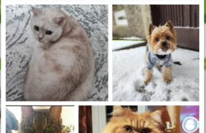 Eglė miestui – nuo pūkuotųjų šeimos narių