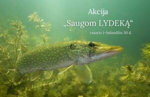 Aplinkosaugininkai pradeda akciją „Saugom lydeką 2023“