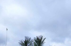 Kuriamame V. Lašo parke pasodintos pušelės