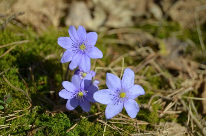 mediniui žibutės22