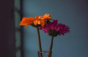 Kambarinių gėlių priežiūra žiemą