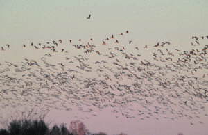 Sparnuotųjų giesmininkų sutiktuvės