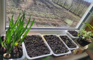 Auginame daigus: žemė, šiluma, drėgmė, šviesa