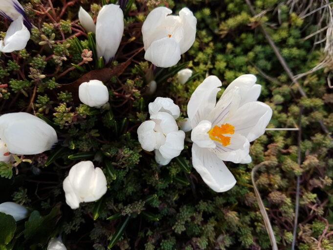 pavasario gėlės (3)