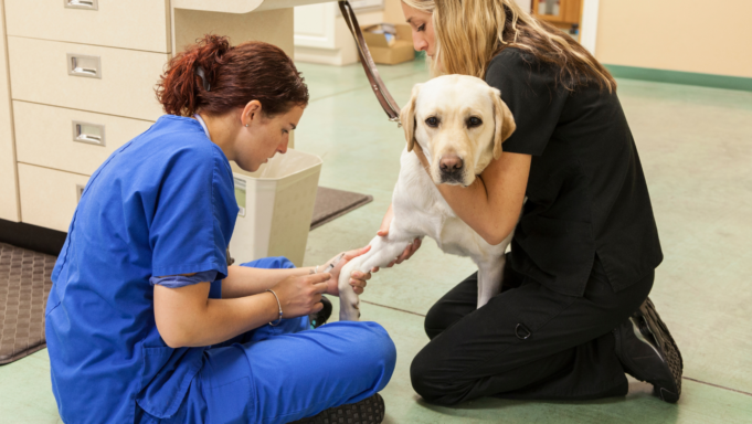 veterinarijos klinika vilniuje