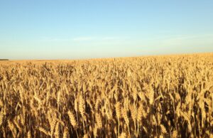 Vėluojantiems deklaruoti pasėlius išmokos mažinamos nebus