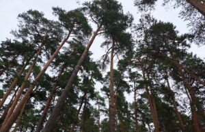 S. Gentvilas: dėl žievėgraužio tipografo daromos žalos gali būti vykdomi sanitariniai kirtimai
