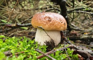 Išsiruošusiems į grybų paieškas: ką svarbu atminti pasiklydus miške?