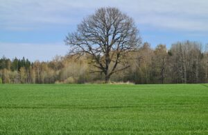 Pasėlių deklaravimas: mažiau reikalavimų, daugiau galimybių