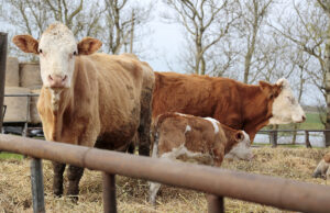 Kad būtų išvengta snukio ir nagų ligos – parama stipresnei biosaugai