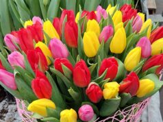 Žodis iš širdies. Šias mintis skiriu visoms Motinoms