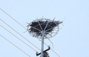 ESO: šiemet vėl per 100 sutvarkytų gandralizdžių sugrįžusiems gandrams