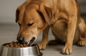 Natūralūs ingredientai super premium maiste – tikra nauda ar rinkodaros triukas?