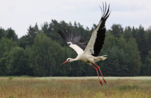 Nukrito gandrų lizdas. Ką daryti?