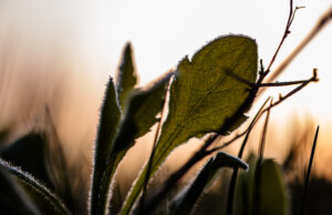 Žemdirbiams bus išmokėta 12,8 mln. eurų už šalnų pažeistus pasėlius