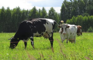 Pieno supirkimo kaina liepą buvo 32 proc. didesnė nei pernai