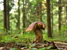 Grybų sezonas tęsiasi – ką apie juos svarbu žinoti ir kaip rasti kelią pasiklydus miške