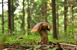 Grybų sezonas tęsiasi – ką apie juos svarbu žinoti ir kaip rasti kelią pasiklydus miške