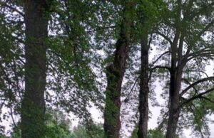 Medžiams kirsti leidimo reikia ne visada