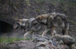 Vilkai palieka tik pėdas ir baimę prie miško gyvenantiems