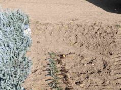 Prasidėjo rudeninis VMU miškasodis – ypatingas dėmesys ąžuoliukams