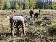 Miškininkų gudrybės – kaip nuo kanopinių žvėrių apginti jaunus medelius?