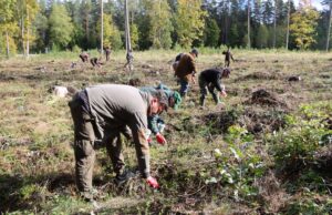 Miškininkų gudrybės – kaip nuo kanopinių žvėrių apginti jaunus medelius?