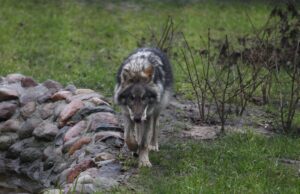 Per šį medžioklės sezoną leista sumedžioti 307 vilkus