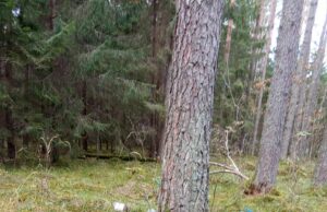 Kas pavertė šiukšlynu Skujinės mišką?