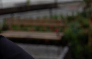 Gintaro apyrankė: natūralus papuošalas, kuriame susilieja istorija, šviesa ir amžinas grožis