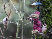 Paukščius kvieskim į lesyklą