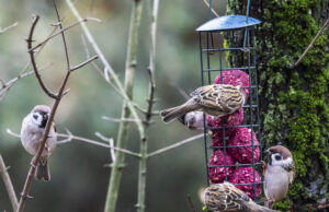 Paukščius kvieskim į lesyklą