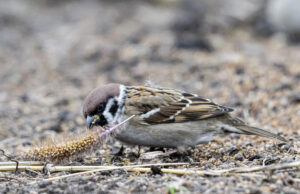 Lesalas, kurio pirkti nereikia