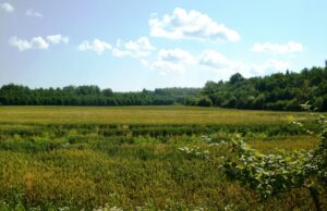 Valstybinės žemės nuomos mokestį Rokiškio rajone reikia sumokėti elektroniniu būdu