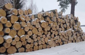 Nustatyti reikalavimai apvalios medienos vežėjams