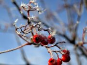 Nuo šalnų nukentėję sodininkai ir uogininkai gali pretenduoti į 3,3 mln. eurų kompensacijų