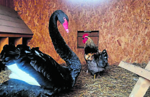 Juodoji Rokiškio dvaro tvenkinių gulbė Lita vėl našlauja