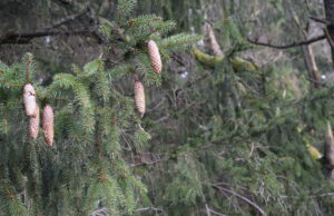 Penktadienį Rokiškio centre – miškininkai dalins nemokamas šakas