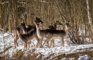 Sugrįžus tikrai žiemai, miškuose prasidėjo baltasis badas