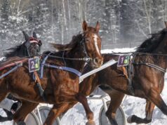 „Sartai 2026“: dvi minutės ristūno greičio, azarto ir žavesio