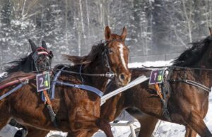 „Sartai 2026“: dvi minutės ristūno greičio, azarto ir žavesio