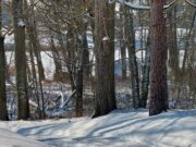 Geniškių miško tragedija: kodėl pradėtas tyrimas dėl nesunkaus sveikatos sutrikdymo?