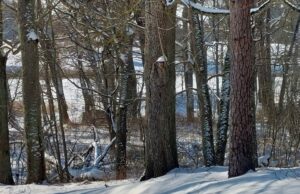 Geniškių miško tragedija: kodėl pradėtas tyrimas dėl nesunkaus sveikatos sutrikdymo?