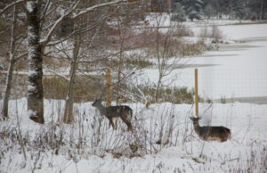 Aplinkosaugininkai per metus nustatė daugiau kaip 300 medžioklės pažeidimų
