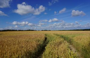 Žemės ūkio naudmenų deklaravimas 2026 m.: kas naujo?