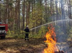 Šiltasis sezonas miške: ką būtina žinoti lankytojams
