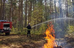 Šiltasis sezonas miške: ką būtina žinoti lankytojams